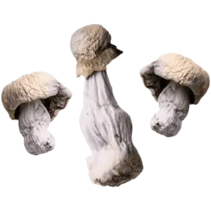 Albino Penis Envy Magic Mushrooms