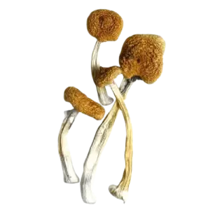 B+ Magic Mushrooms
