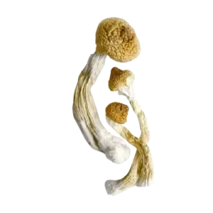 Golden Teacher Mushrooms