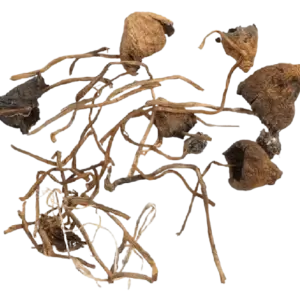 Liberty Cap Mushroom
