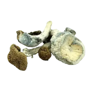 Mazatapec Magic Mushrooms