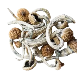 Mckennaii Magic Mushroom