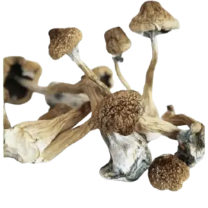 Psilocybe Azurescens Magic Mushrooms