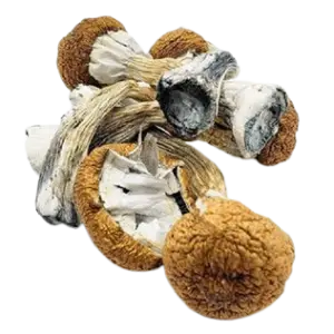 Blue Meanie Mushroom