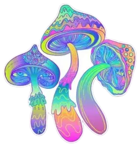 Magic Mushrooms